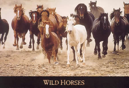 Wild Horses